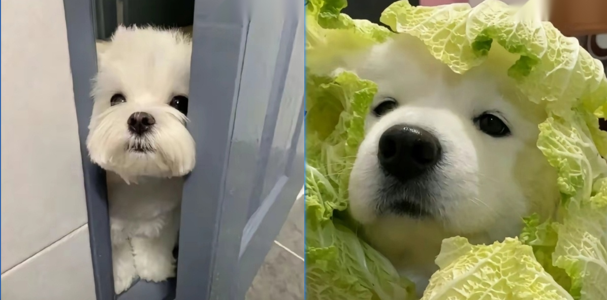 去除多张图片同一位置文字效果预览